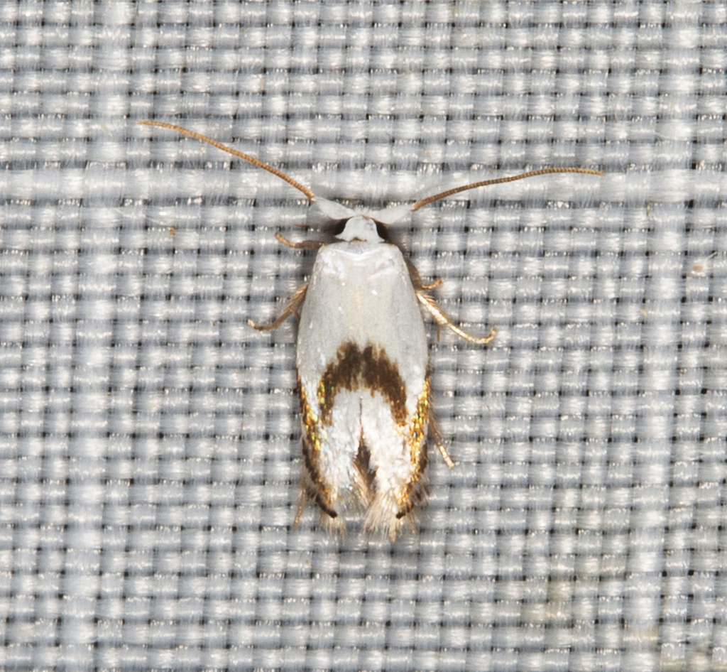 Opostega