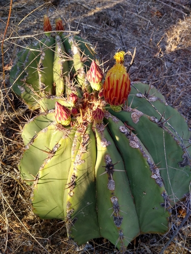 Ferocactus pottsii