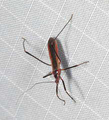 Saicinae