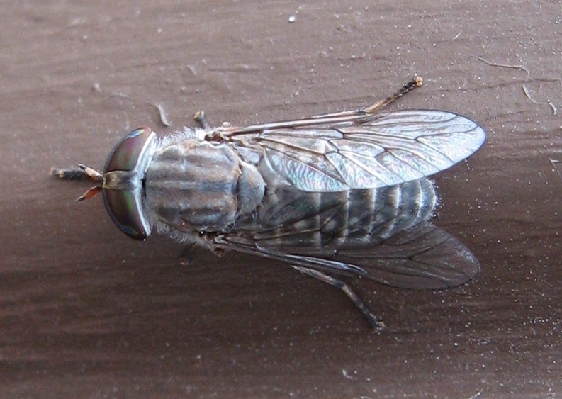 Tabanus pumilus