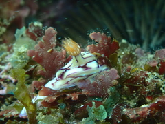 Hypselodoris cerisae