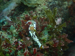 Hypselodoris cerisae