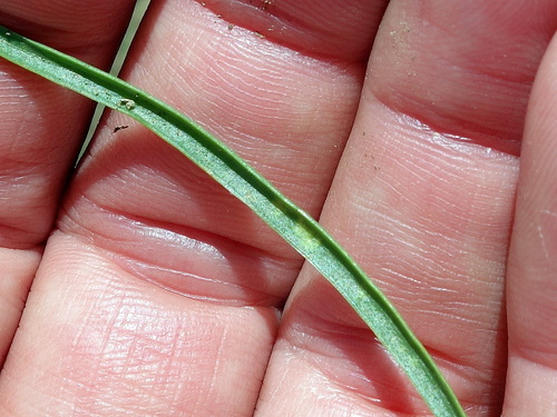 Image of Plantago alpina by (c) Wolfgang Jauch, some rights reserved (CC BY)