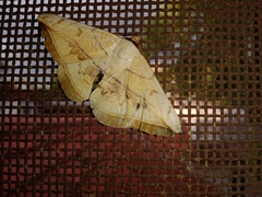 Entomogramma mediocris