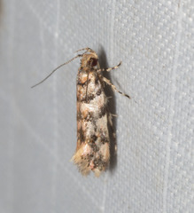 Macrobathra rubicundella