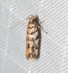 Macrobathra rubicundella