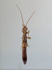 Pygidicranidae