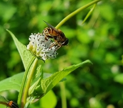 Palpada