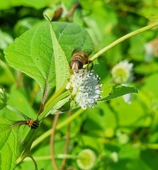 Palpada