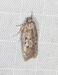 Acantholena siccella