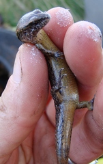 Oligosoma aeneum