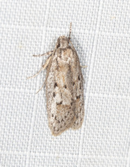 Acantholena siccella