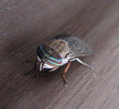 Tabanus pumilus