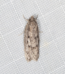 Acantholena siccella
