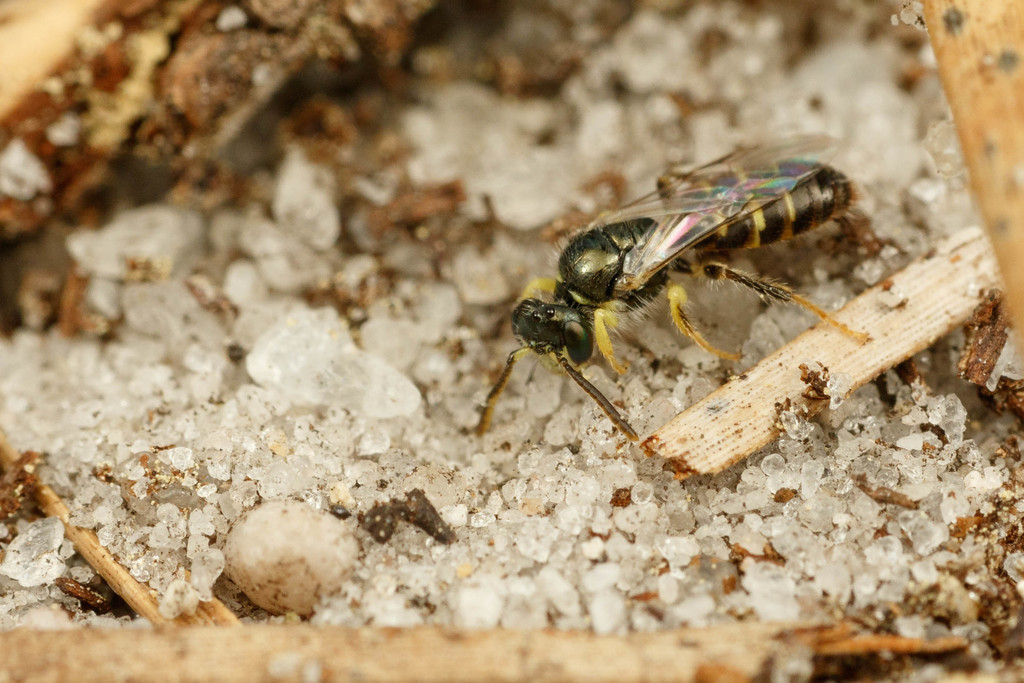Perdita bradleyi