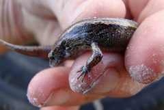 Oligosoma aeneum