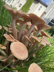 Desarmillaria caespitosa