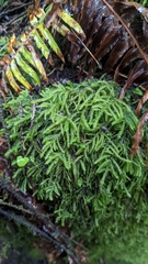 Thamnobryum neckeroides
