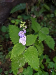 Rhynchoglossum obliquum