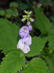 Rhynchoglossum obliquum