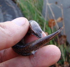 Oligosoma aeneum