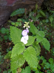 Rhynchoglossum obliquum