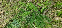 Cirsium acaule