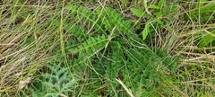 Cirsium acaule