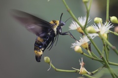 Sataspes xylocoparis