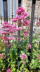 Centranthus ruber