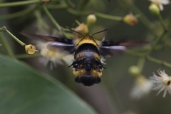 Sataspes xylocoparis