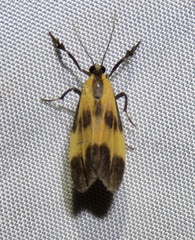 Lycomorphodes flavipars