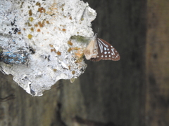 Parantica nilgiriensis