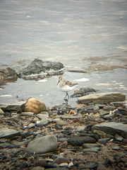 Calidris