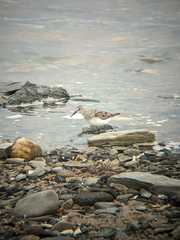 Calidris