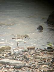 Calidris