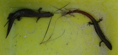 Oligosoma aeneum