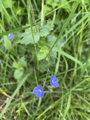 Veronica chamaedrys