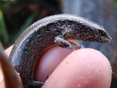 Oligosoma aeneum
