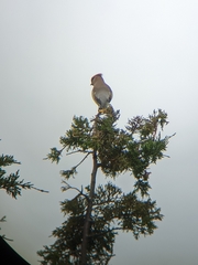 Bombycilla cedrorum
