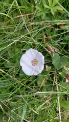 Convolvulus arvensis