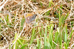 Coenonympha