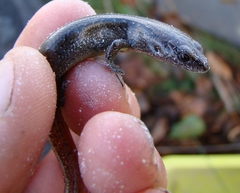 Oligosoma aeneum