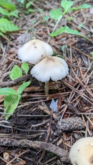 Candolleomyces candolleanus