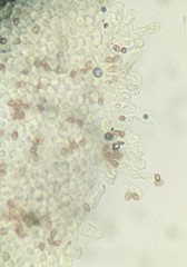 Candolleomyces candolleanus