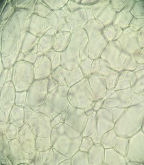 Candolleomyces candolleanus