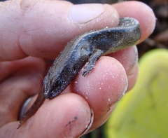 Oligosoma aeneum