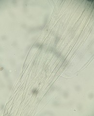 Candolleomyces candolleanus