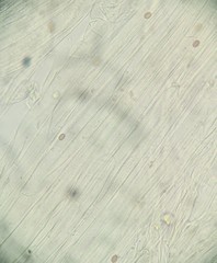 Candolleomyces candolleanus