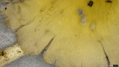 Candolleomyces candolleanus